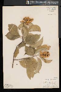 Celastrus scandens image