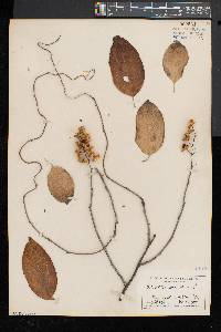 Celastrus scandens image