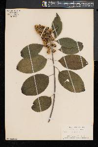 Celastrus scandens image