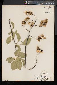 Celastrus scandens image