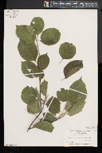 Celastrus scandens image