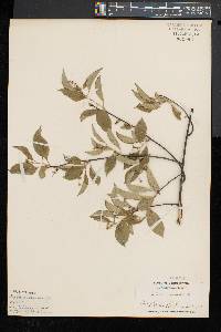 Celastrus scandens image