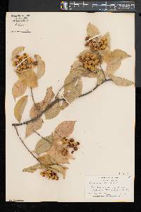 Celastrus scandens image