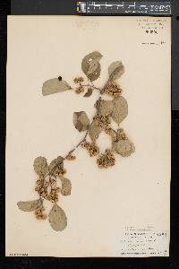 Celastrus scandens image