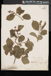 Celastrus scandens image