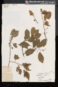 Celastrus scandens image