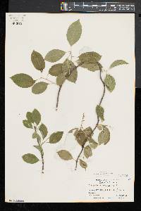 Celastrus scandens image