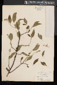 Celastrus scandens image