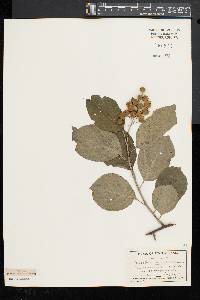 Celastrus scandens image