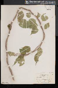 Celastrus scandens image