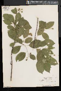 Celastrus scandens image