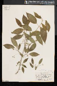 Euonymus atropurpureus image