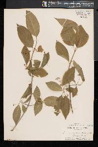 Euonymus atropurpureus image