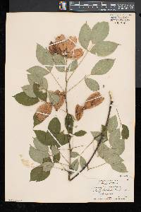 Staphylea trifolia image