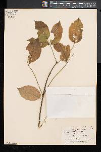 Staphylea trifolia image