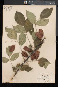 Staphylea trifolia image