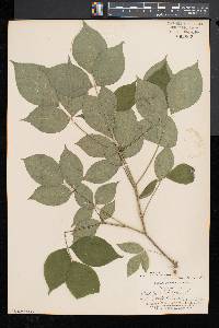 Staphylea trifolia image