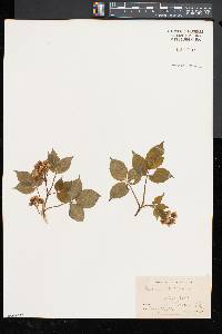 Staphylea trifolia image