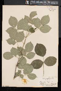 Staphylea trifolia image