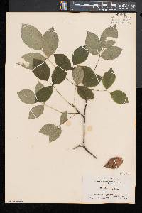 Staphylea trifolia image