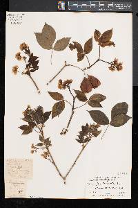 Staphylea trifolia image