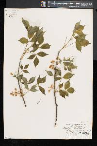 Staphylea trifolia image