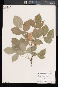 Staphylea trifolia image