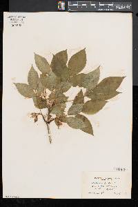 Staphylea trifolia image