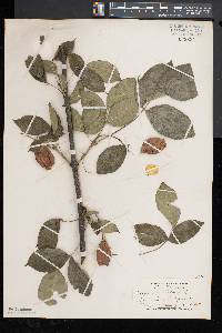 Staphylea trifolia image