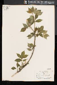 Staphylea trifolia image