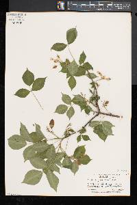 Staphylea trifolia image