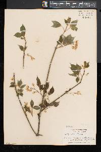 Staphylea trifolia image