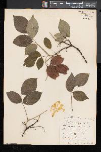 Staphylea trifolia image