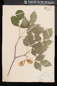 Staphylea trifolia image