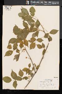 Staphylea trifolia image