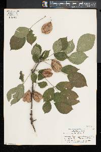 Staphylea trifolia image