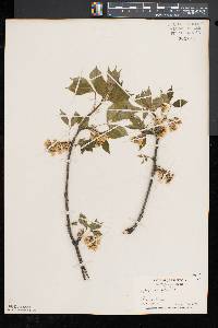 Staphylea trifolia image