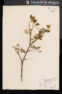 Staphylea trifolia image