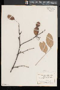 Staphylea trifolia image