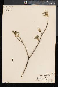 Staphylea trifolia image