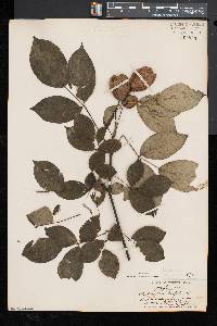 Staphylea trifolia image