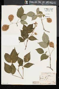 Staphylea trifolia image