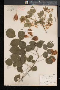 Staphylea trifolia image