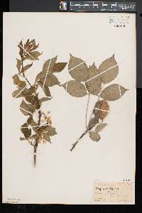 Staphylea trifolia image