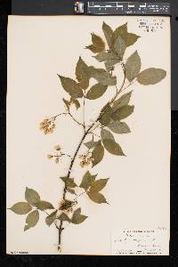 Staphylea trifolia image