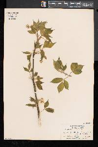 Staphylea trifolia image