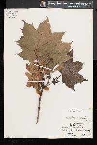 Acer platanoides image