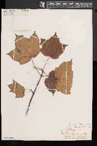 Acer nigrum image