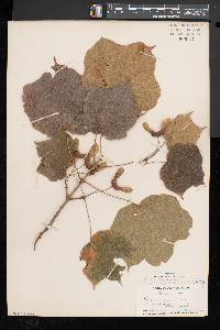 Acer nigrum image