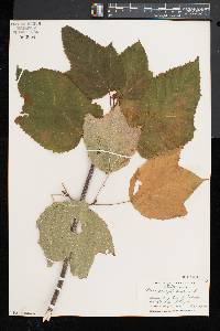 Acer pensylvanicum image